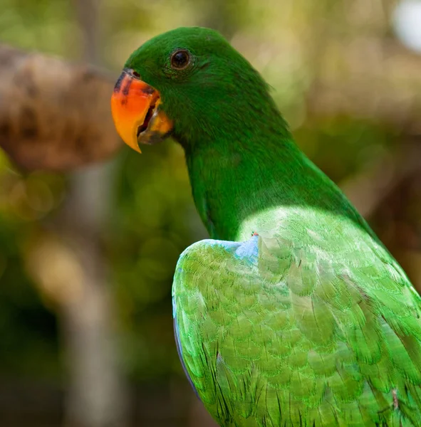 Indonesien, Bali - 20 januari 2011: Exotiska fåglar på Bali Zoo. — Stockfoto