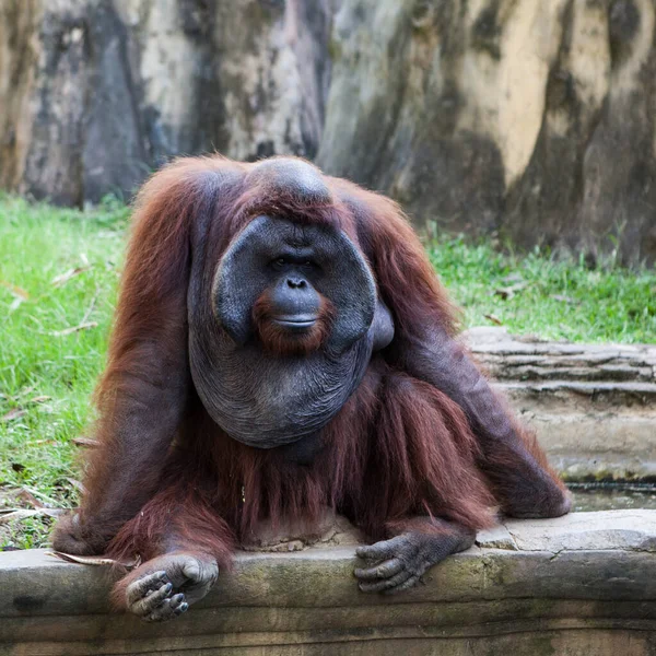 Endonezya, Bali - 20 Ocak 2011: Bali hayvanat bahçesindeki maymun. Endonezya.