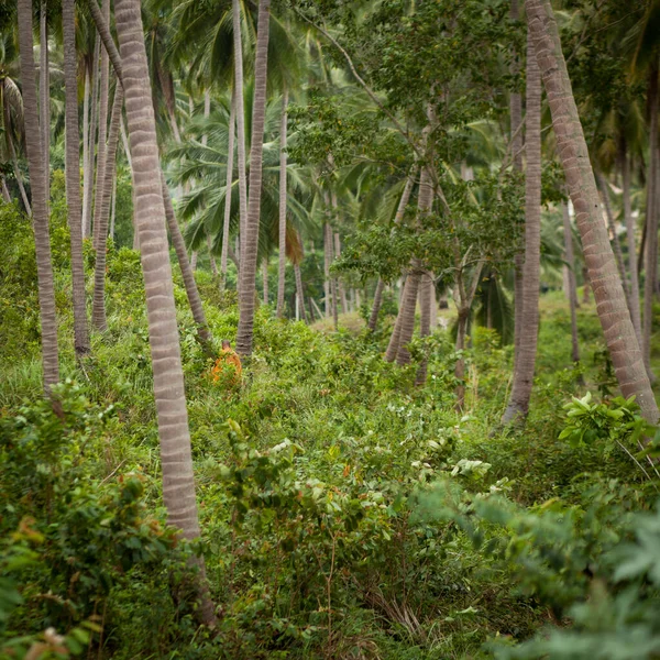 Increíble paisaje tropical de Indonesia - Bali . —  Fotos de Stock