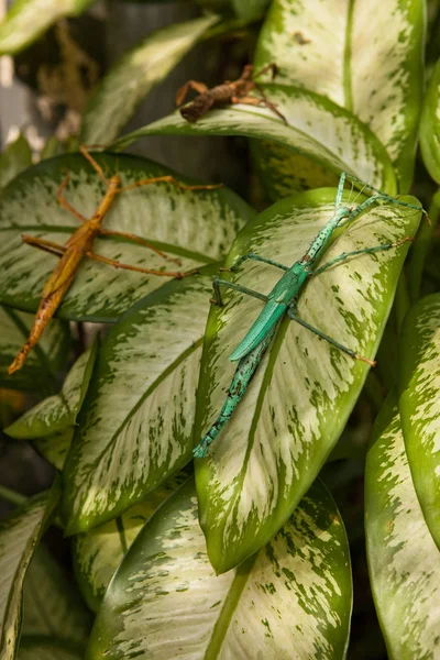 Huge grasshopper in green leaf. Macro photo. — Stock Photo, Image