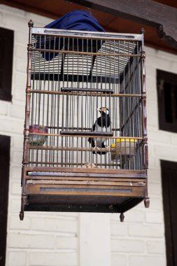 Endonezya, Bali - 20 Ocak 2011: Bali Hayvanat Bahçesindeki Egzotik Kuşlar.