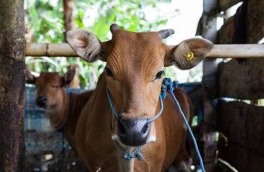 Balili evcil inek yeşil çimlerin üzerinde dinleniyor.