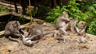 Endonezya, Bali - 20 Ocak 2011: Bali hayvanat bahçesindeki maymun. Endonezya.