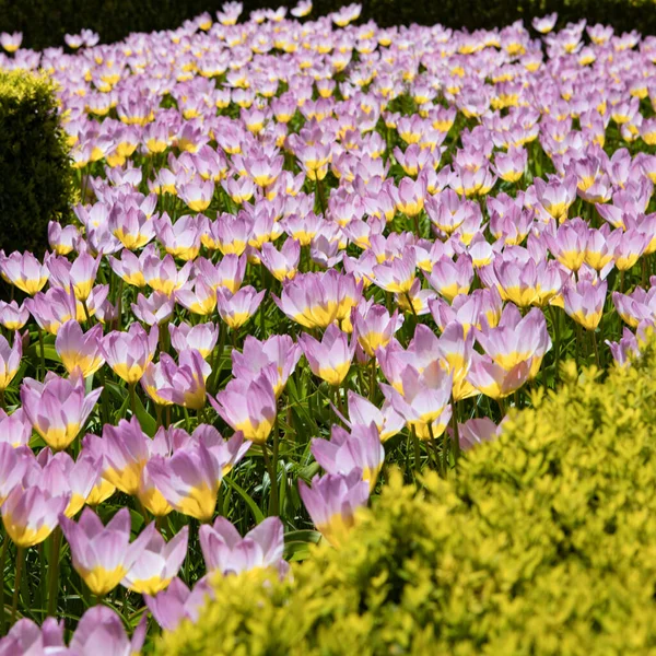 Kvetoucí letní zahrada, květinový park v Nizozemsku. — Stock fotografie