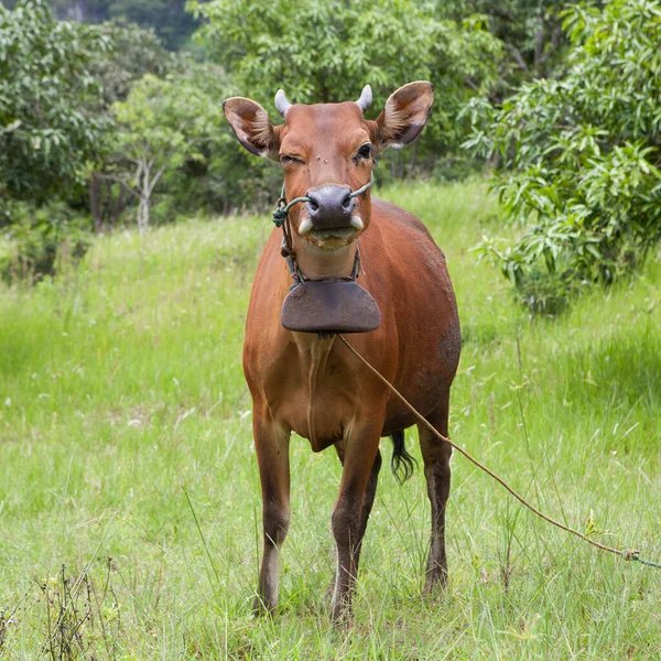 Vaca doméstica balinesa descansando na grama verde . — Fotografia de Stock