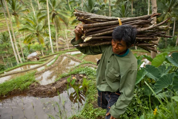 Endonezya, Bali - 20 Ocak 2011: Otantik Endonezya Halkı.
