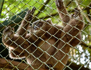 Endonezya, Bali - 20 Ocak 2011: Bali hayvanat bahçesindeki maymun. Endonezya.