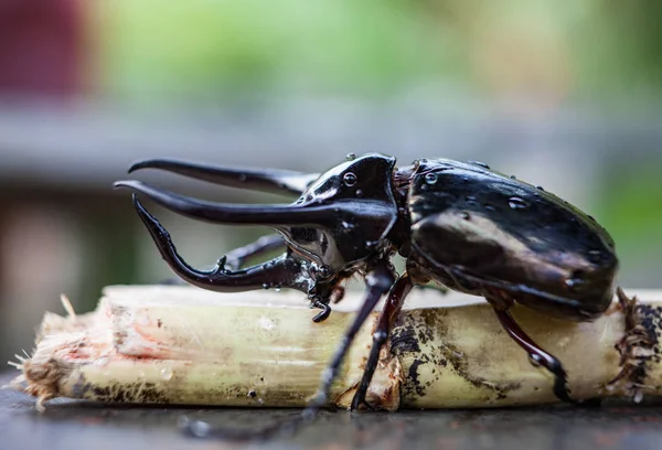 野生自然特写中的黑犀牛甲虫. — 图库照片