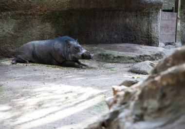 INDONESIA, BALI - JANUARY 20, 2011: Wild boar in Bali Zoo.