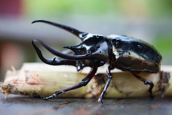 Escarabajo rinoceronte negro en la naturaleza salvaje de cerca . — Foto de Stock