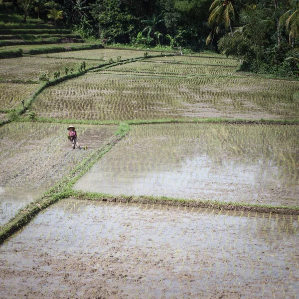 Традиційні балійські рисові поля і сезонні жнива. — стокове фото