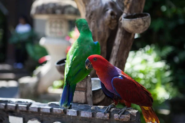 Indonesien, Bali - 20. Januar 2011: Exotische Vögel im Zoo von Bali. — Stockfoto