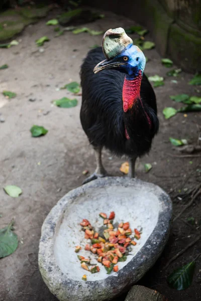 INDONÉSIE, BALI - 20 JANVIER 2011 : Oiseaux exotiques au zoo de Bali . — Photo