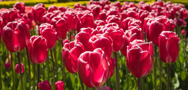 Kvetoucí letní zahrada, květinový park v Nizozemsku. — Stock fotografie
