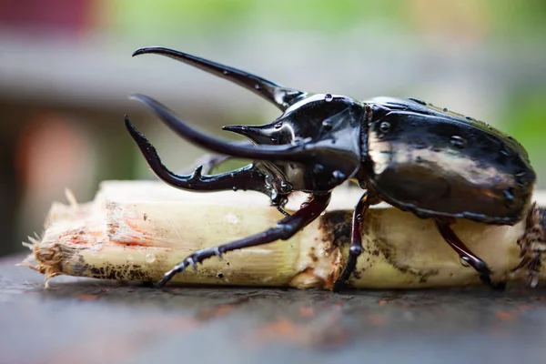 Escarabajo rinoceronte negro en la naturaleza salvaje de cerca . — Foto de Stock