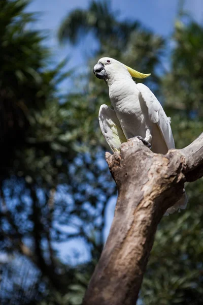 Indonesien, Bali - 20. Januar 2011: Exotische Vögel im Zoo von Bali. — Stockfoto