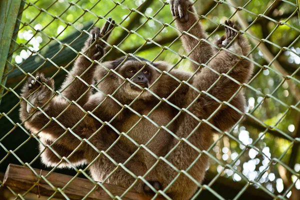 INDONESIA, BALI - JANUARY 20, 2011: Monkey in Bali zoo. Indonesia. — Stock Photo, Image