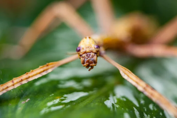 Enorme sprinkhaan in groen blad. Macro foto. — Stockfoto