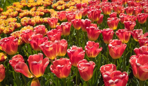 Floreciente jardín de verano, parque de flores en Holanda . — Foto de Stock