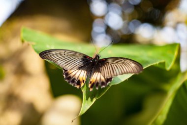 İlkbahar günü çiçeklerle beslenen tropik kelebek.