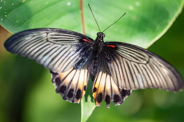 Tropical butterfly feeding on spring day against flowers. — Stock Photo, Image