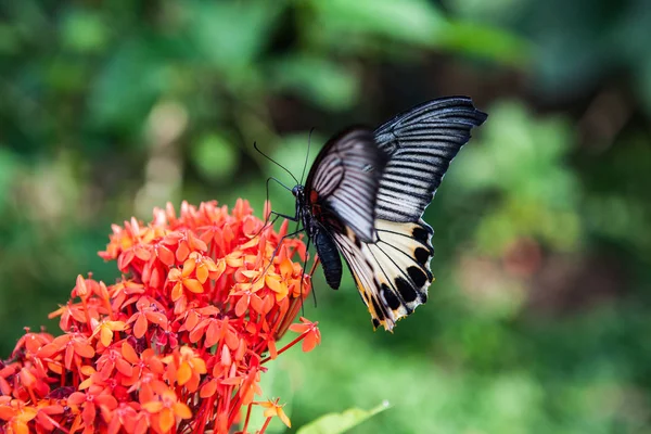 Tropical butterfly feeding on spring day against flowers. — Stock Photo, Image