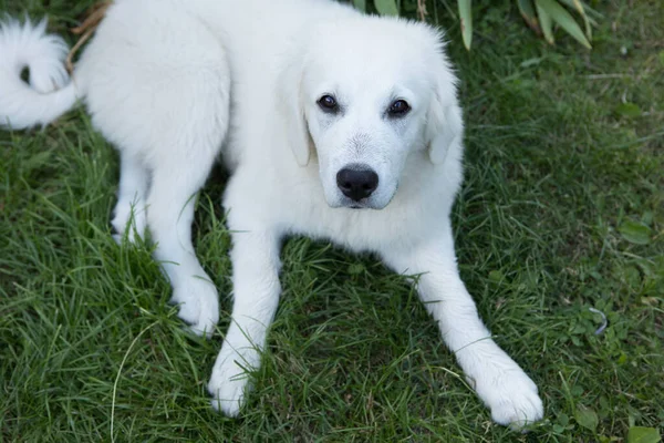 Tatra Schäferhund vier Monate alte Welpen im Hausgarten. — Stockfoto