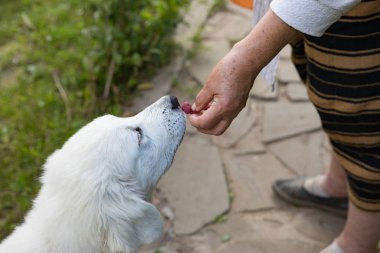 Tatra Çoban Köpeği Bahçede dört aylık yavrular.