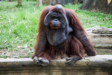 Endonezya, Bali - 20 Ocak 2011: Bali hayvanat bahçesindeki maymun. Endonezya.