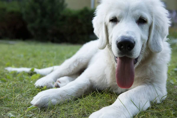 Tatra Schäferhund vier Monate alte Welpen im Hausgarten. — Stockfoto