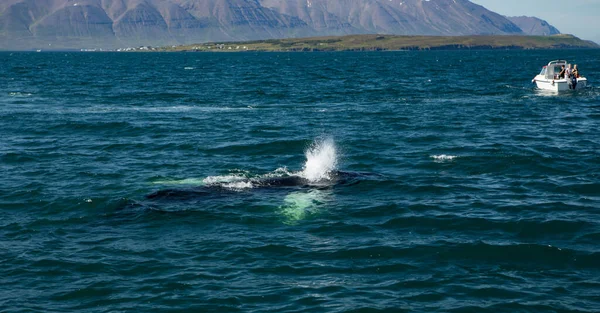 Walvissen op het water in de golf van IJsland. — Stockfoto