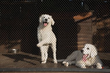 Tatra Çoban Köpeği Bahçede dört aylık yavrular.