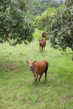 Balili evcil inek yeşil çimlerin üzerinde dinleniyor.