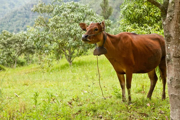 Balili evcil inek yeşil çimlerin üzerinde dinleniyor. — Stok fotoğraf