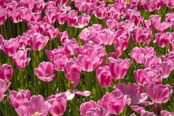 Jardim de verão florescente, parque de flores em Holanda . — Fotografia de Stock