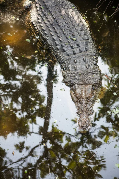 Indonesien, Bali - 20 januari 2011: Alligatorer på Bali Zoo. — Stockfoto