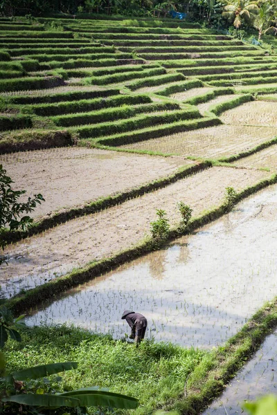传统的巴厘稻田和季节性收获. — 图库照片