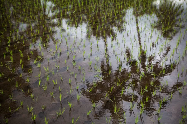 Traditional Balinese Rice Fields and Seasonal Harvest. — Stock Photo, Image