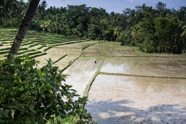 Традиційні балійські рисові поля і сезонні жнива. — стокове фото