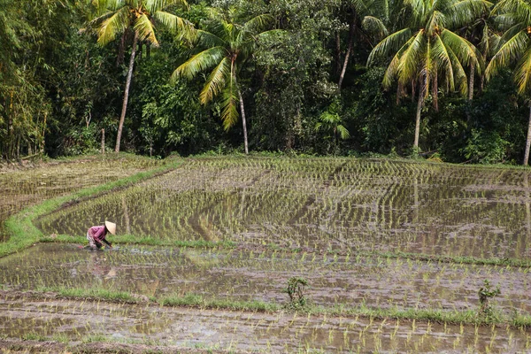 Traditional Balinese Rice Fields and Seasonal Harvest. — Stock Photo, Image