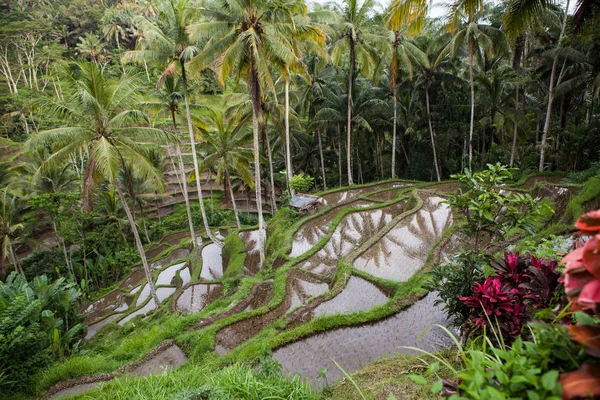 Incroyable paysage naturel des îles tropicales traditionnelles indonésiennes . — Photo