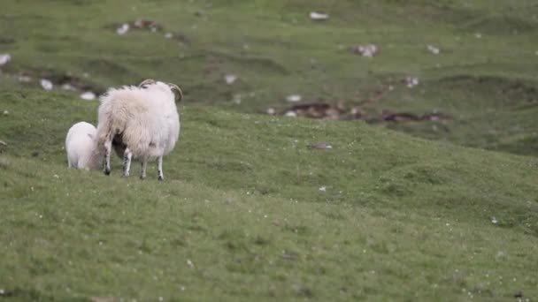 Geleneksel manzarada koyunlu İskoçya çayırları. — Stok video