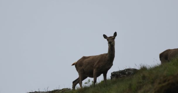 Стадо молодых диких оленей в горах Шотландии в дождливый вечер . — стоковое видео
