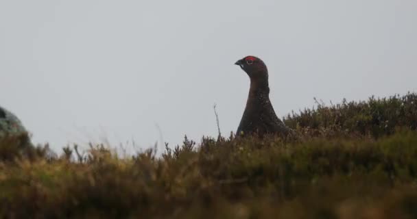 Partridge ve skotském dešti. Záběry 4k. — Stock video