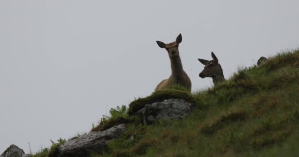 Hjord av unga vilda rådjur i skotska berg på regnig kväll. — Stockvideo