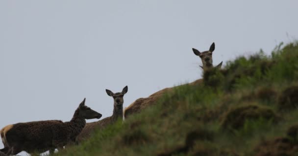 비오는 저녁에 스코틀랜드 산지에 사는 어린 야생 사슴 떼. — 비디오