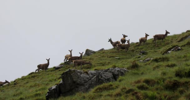 Herde junger Rehe in den schottischen Bergen am regnerischen Abend. — Stockvideo