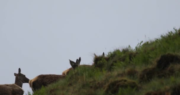 Mandria di giovani cervi selvatici nelle montagne scozzesi in serata piovosa . — Video Stock