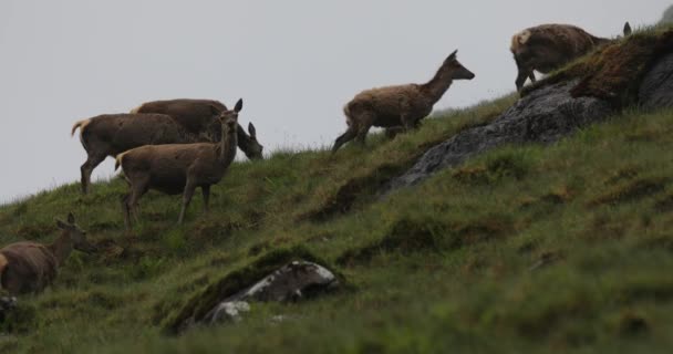 Hjord av unga vilda rådjur i skotska berg på regnig kväll. — Stockvideo