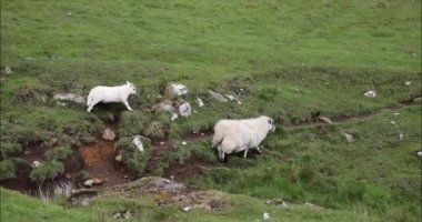 Geleneksel manzarada koyunlu İskoçya çayırları. 